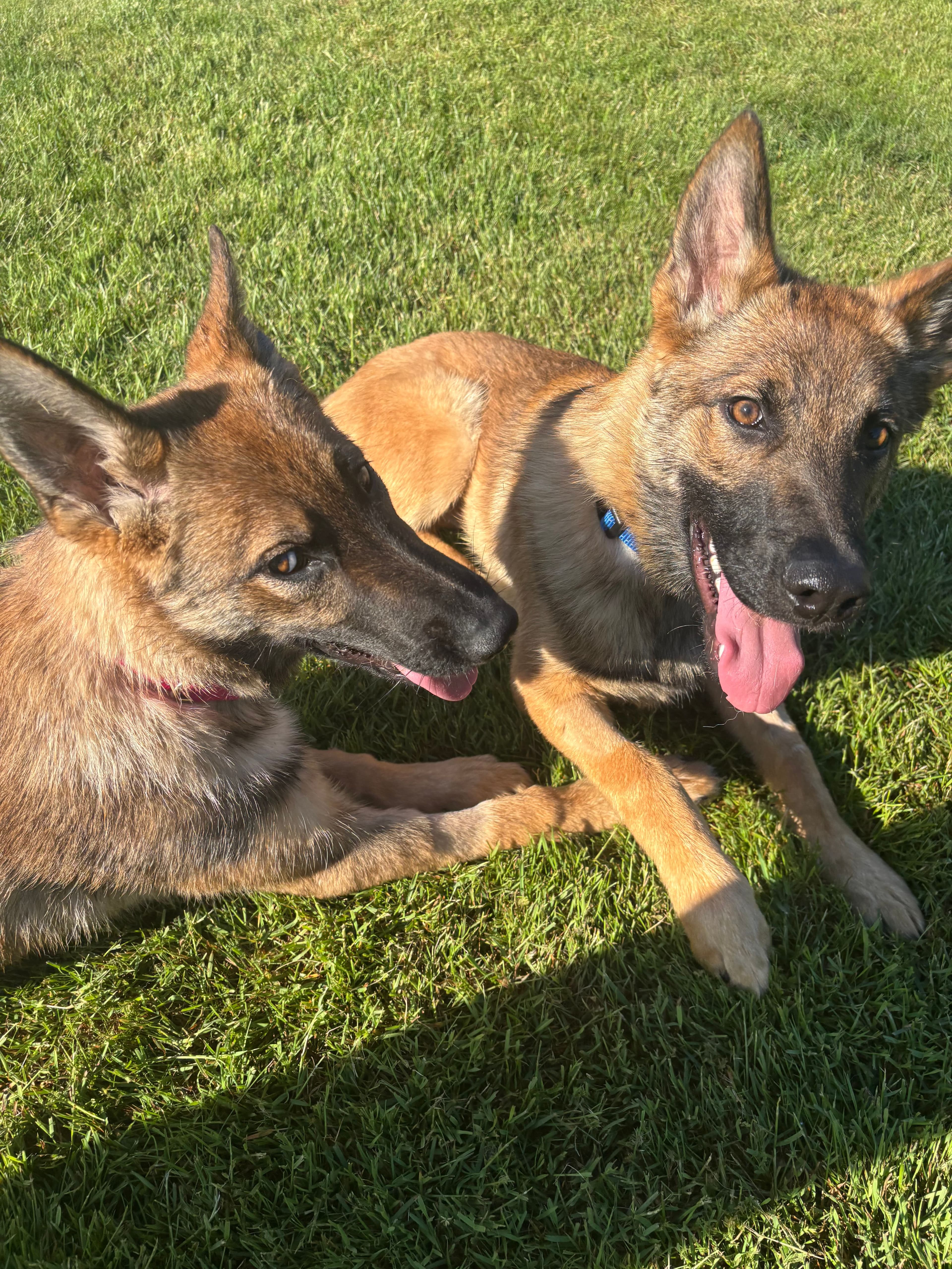 Lehi and Lyndon, two young German Shepherds lying together in the grass