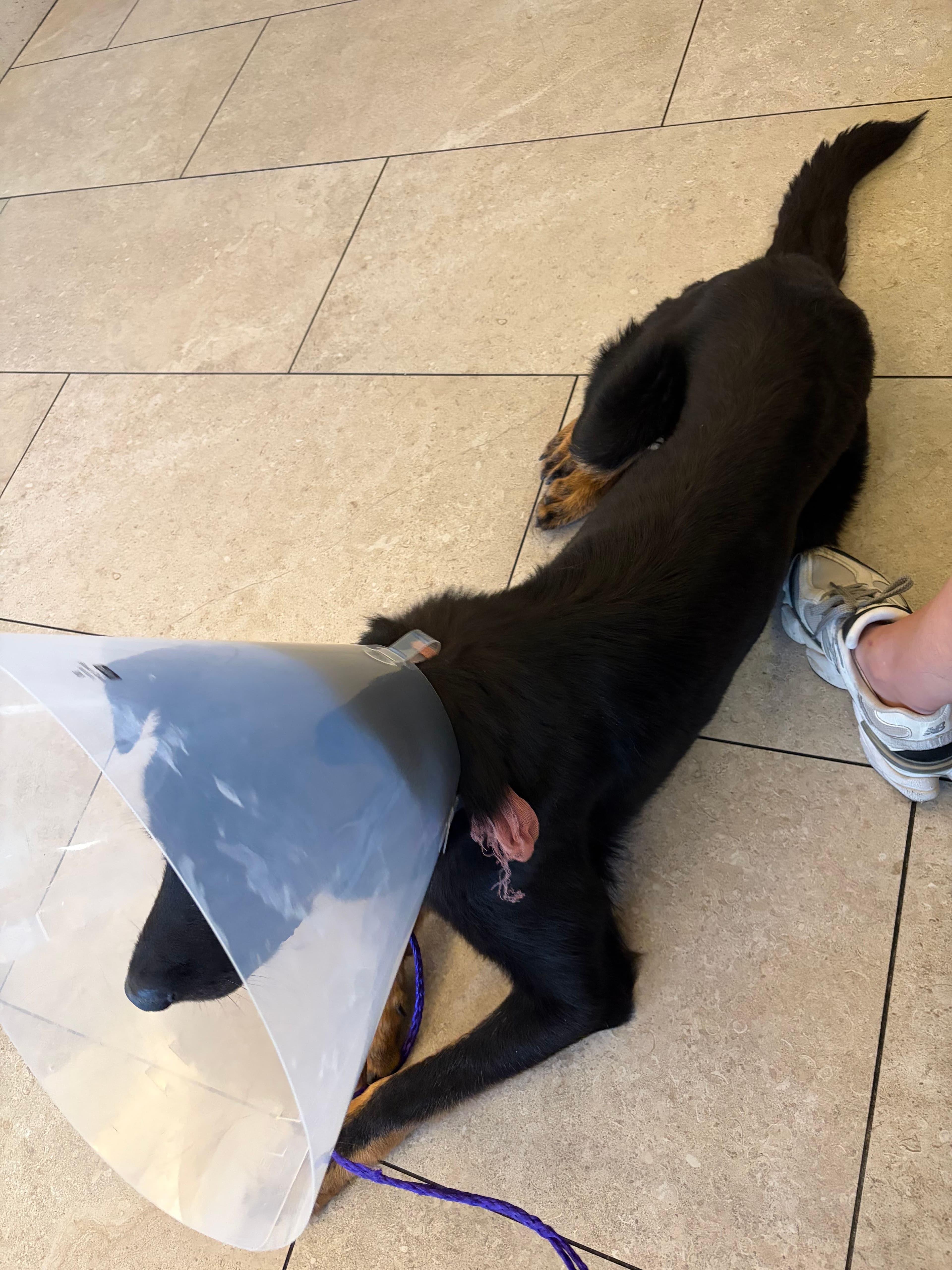 Presto, a black shepherd-mix puppy wearing a recovery cone